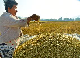 Wheat Harvest in Zaozhuang