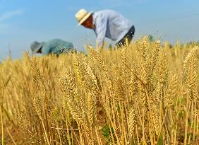 Wheat Harvest in Zaozhuang