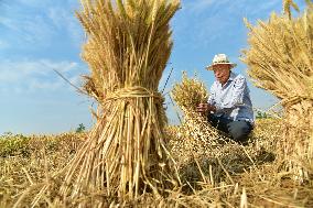Wheat Harvest in Zaozhuang