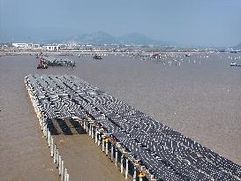 China Nuclear Tianwan Tidal Flat PV Construction