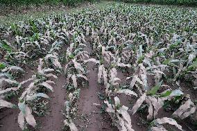 Rainstorm Hit Liuzhou