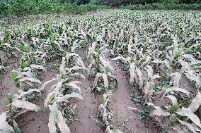 Rainstorm Hit Liuzhou