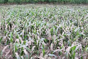 Rainstorm Hit Liuzhou