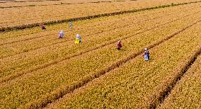 Purifying Wheat in Suqian