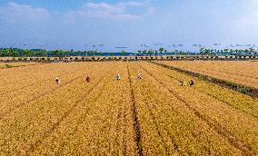 Purifying Wheat in Suqian