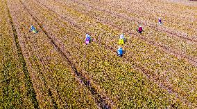 Purifying Wheat in Suqian