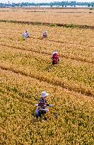 Purifying Wheat in Suqian