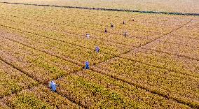 Purifying Wheat in Suqian
