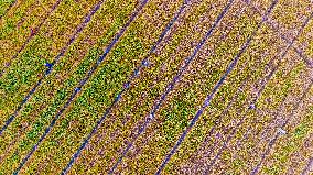 Purifying Wheat in Suqian