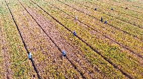 Purifying Wheat in Suqian