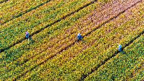 Purifying Wheat in Suqian