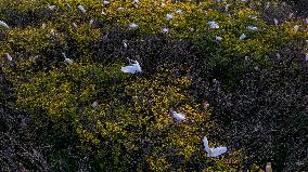 Environment Improve In China