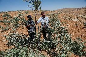 Destroying Olive Trees in Palestinian Territories