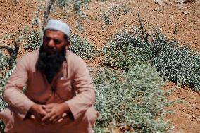 Destroying Olive Trees in Palestinian Territories