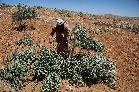 Destroying Olive Trees in Palestinian Territories