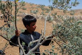 Destroying Olive Trees in Palestinian Territories