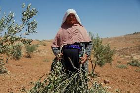 Destroying Olive Trees in Palestinian Territories