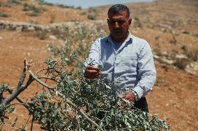 Destroying Olive Trees in Palestinian Territories