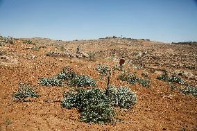 Destroying Olive Trees in Palestinian Territories