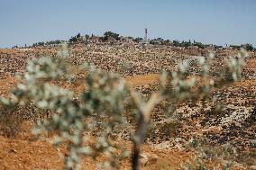 Destroying Olive Trees in Palestinian Territories