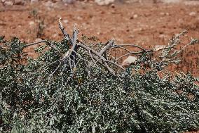 Destroying Olive Trees in Palestinian Territories