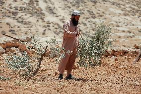 Destroying Olive Trees in Palestinian Territories