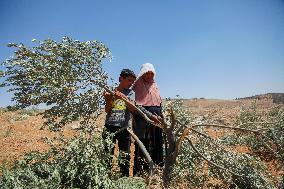 Destroying Olive Trees in Palestinian Territories