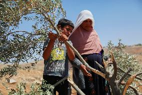 Destroying Olive Trees in Palestinian Territories