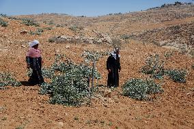 Destroying Olive Trees in Palestinian Territories