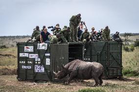 Black Rhino Translocation in Laikipia - Kenya