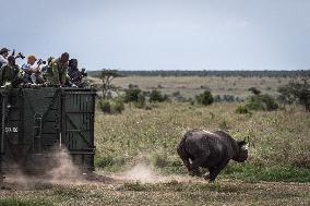 Black Rhino Translocation in Laikipia - Kenya