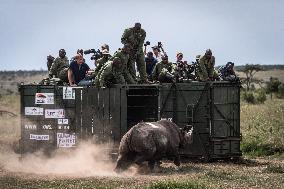 Black Rhino Translocation in Laikipia - Kenya