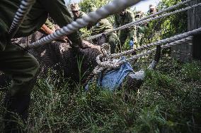 Black Rhino Translocation in Laikipia - Kenya