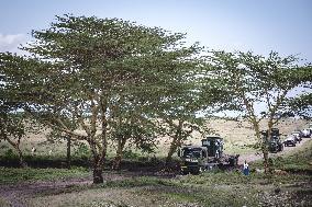Black Rhino Translocation in Laikipia - Kenya