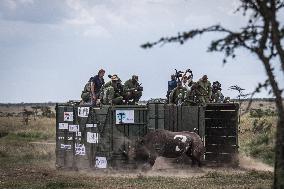 Black Rhino Translocation in Laikipia - Kenya