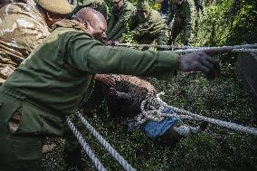 Black Rhino Translocation in Laikipia - Kenya