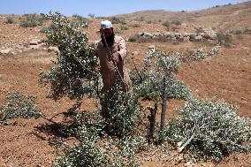 Palestinians Check Olive Trees Vandalized By Settlers - Palestine