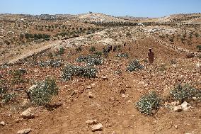 Palestinians Check Olive Trees Vandalized By Settlers - Palestine
