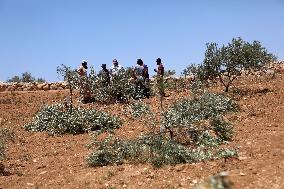 Palestinians Check Olive Trees Vandalized By Settlers - Palestine
