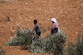 Palestinians Check Olive Trees Vandalized By Settlers - Palestine