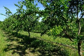 Organic Almond Tree Farm - France