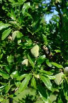 Organic Almond Tree Farm - France