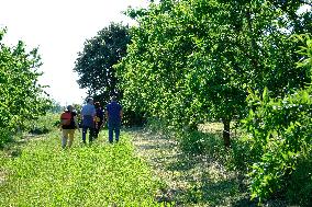 Organic Almond Tree Farm - France