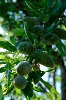 Organic Almond Tree Farm - France