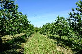 Organic Almond Tree Farm - France