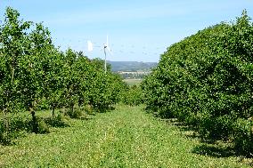 Organic Almond Tree Farm - France