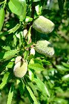 Organic Almond Tree Farm - France
