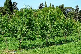 Organic Almond Tree Farm - France