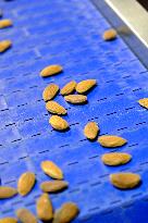Organic Almond Tree Farm - France