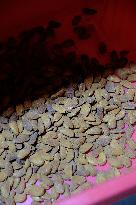 Organic Almond Tree Farm - France